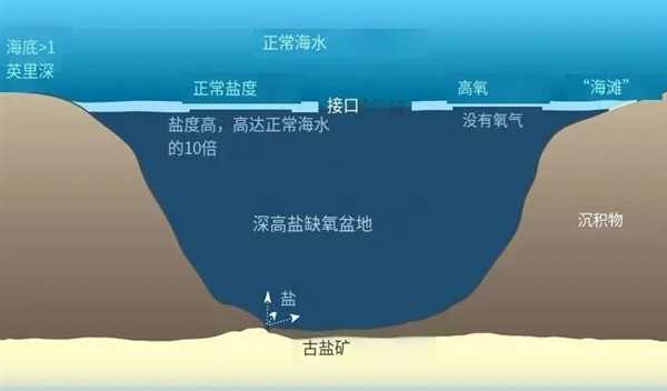 潜入深蓝：当AI成了咱们海底世界的造梦师