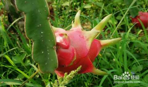 火龙果种植管理的门道与诀窍-第1张图片-正海烽科技 - 领先的只能推广行业，智能制造解决方案提供商