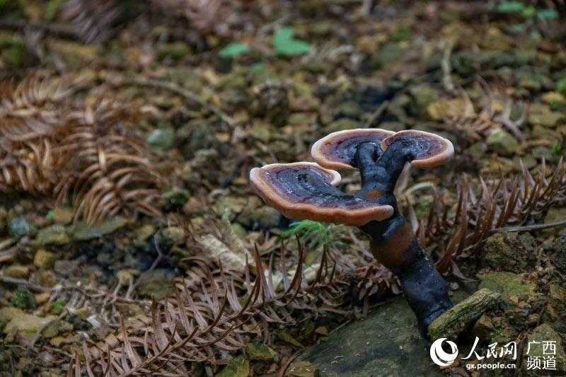 灵芝栽培种植技术秘辛大公开
