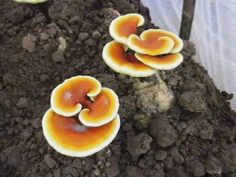 灵芝栽培种植技术秘辛大公开