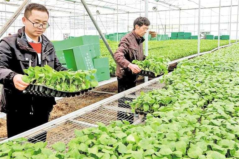 爱苗使用技术全解析：掌握四个关键期，水稻病害防治不再难