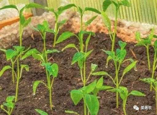 爱苗使用技术全解析：掌握四个关键期，水稻病害防治不再难