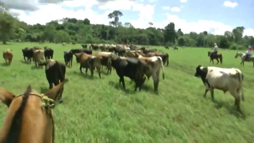 牛脸识别、AI营养师，这群牛正被“数据”精心饲养