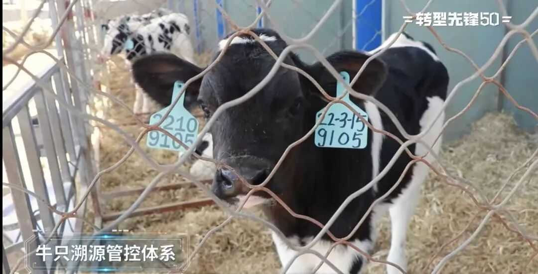 牛脸识别、AI营养师，这群牛正被“数据”精心饲养