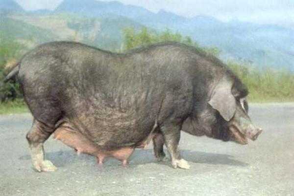 猪种技术：从濒危土猪到致富金猪的科技翻身仗-第1张图片-正海烽科技 - 领先的只能推广行业，智能制造解决方案提供商