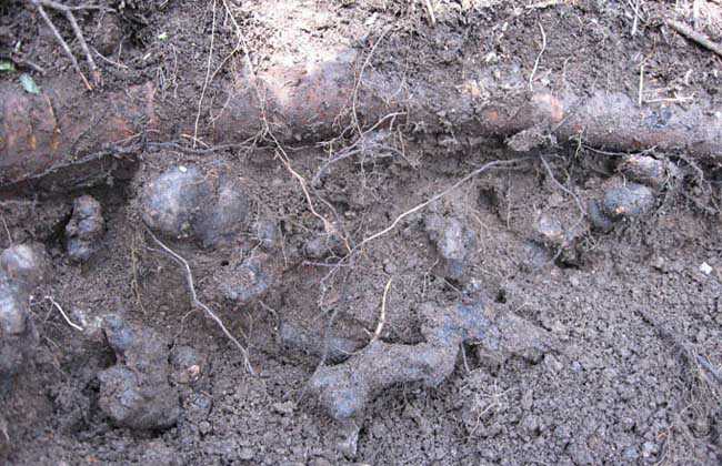 猪苓截培技术的秘诀与实操分享