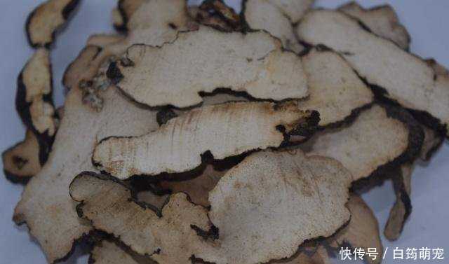 猪苓截培技术的秘诀与实操分享