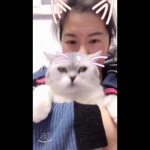 猫咪视频换脸AI整理全攻略，让你的萌宠视频更出彩