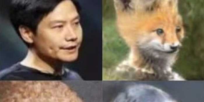 猫咪视频换脸AI整理全攻略，让你的萌宠视频更出彩