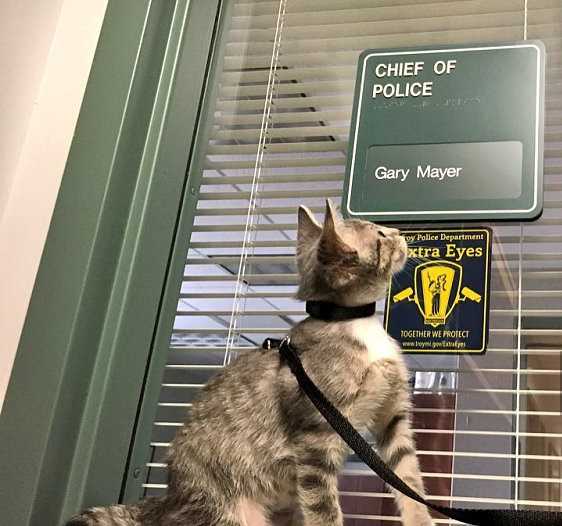 猫警察AI，你的数字生活守护神