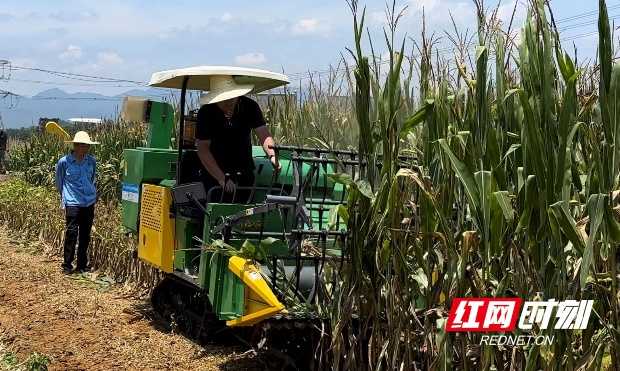 玉米地里来了钢铁帮手，全程机械化让种地更轻松-第1张图片-正海烽科技 - 领先的只能推广行业，智能制造解决方案提供商