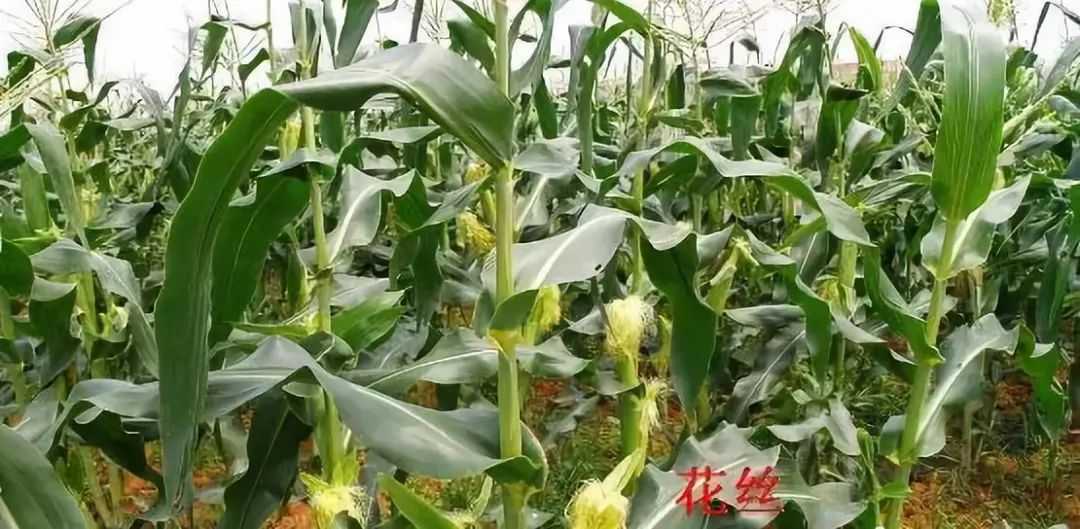 玉米地里的“红线”咋牵？老把式教你几招，让每颗玉米都“怀上娃”