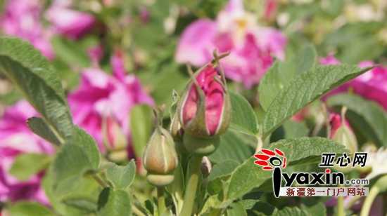 玫瑰滴灌那些事儿：让娇花不再“渴”得慌-第2张图片-正海烽科技 - 领先的只能推广行业，智能制造解决方案提供商