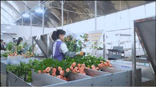 玫瑰滴灌那些事儿：让娇花不再“渴”得慌-第1张图片-正海烽科技 - 领先的只能推广行业，智能制造解决方案提供商