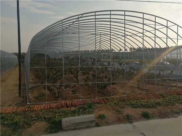 玻璃房子里的丰收秘密：现代温室如何让果蔬四季常青