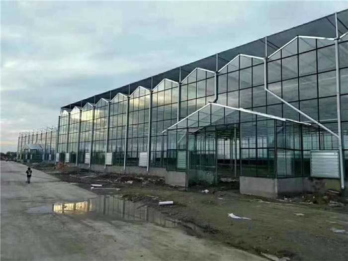 玻璃房子里的丰收秘密：现代温室如何让果蔬四季常青