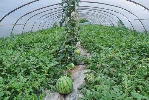 瓜农亲授八四二四西瓜育苗心得