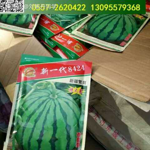 瓜农亲授八四二四西瓜育苗心得