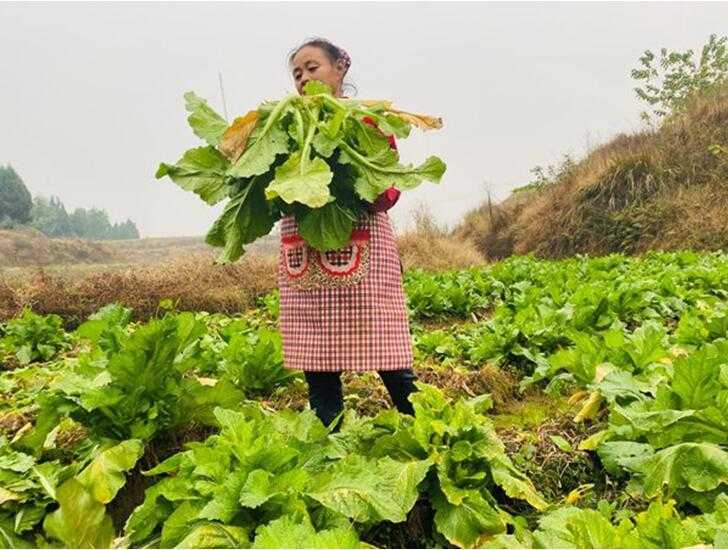 瓢儿菜种出好滋味：从选种到采收的全流程窍门