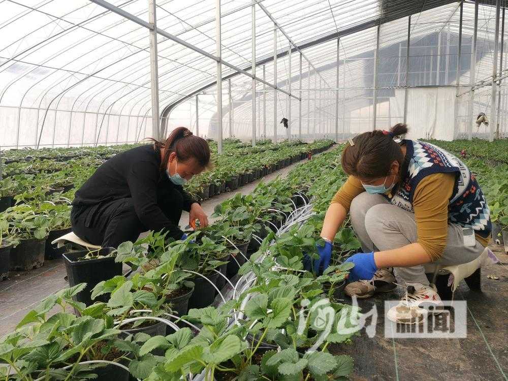 茨实种植技术大老农亲授实战心得