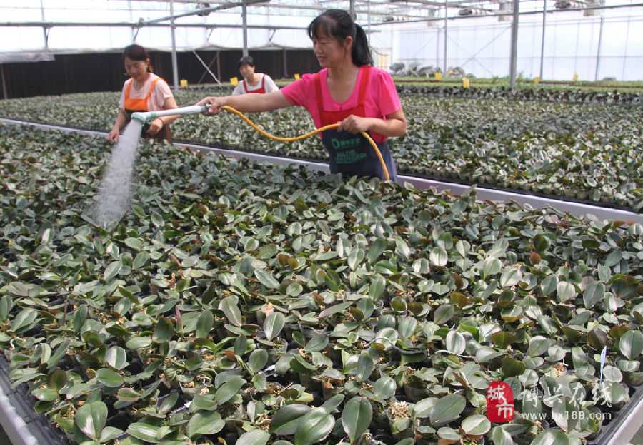 瓶中农场的魔法：组培接种技术如何让植物“克隆”成真