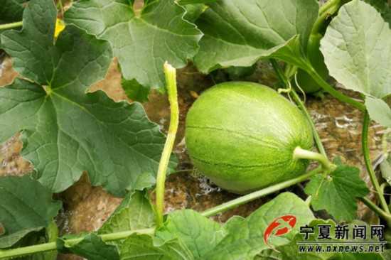 甜瓜辣椒施肥技术全攻略