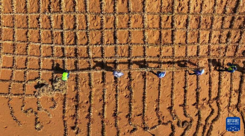 甜蜜革命：当小蜜蜂搬进了五星级智能豪宅