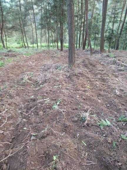 生地移栽有妙招，这些门道您得掌握好