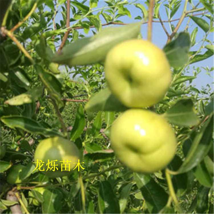 生地移栽有妙招，这些门道您得掌握好