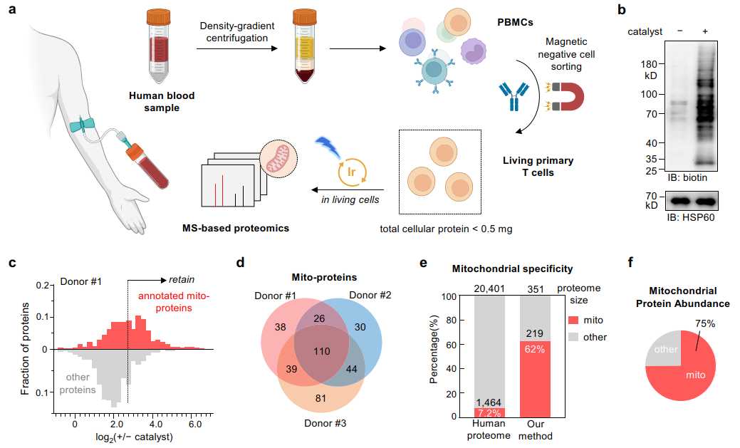 生物正交光催化技术：让细胞研究像拍照一样简单可控