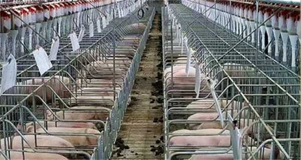 生猪养殖技术规范：养猪高手的秘密武器