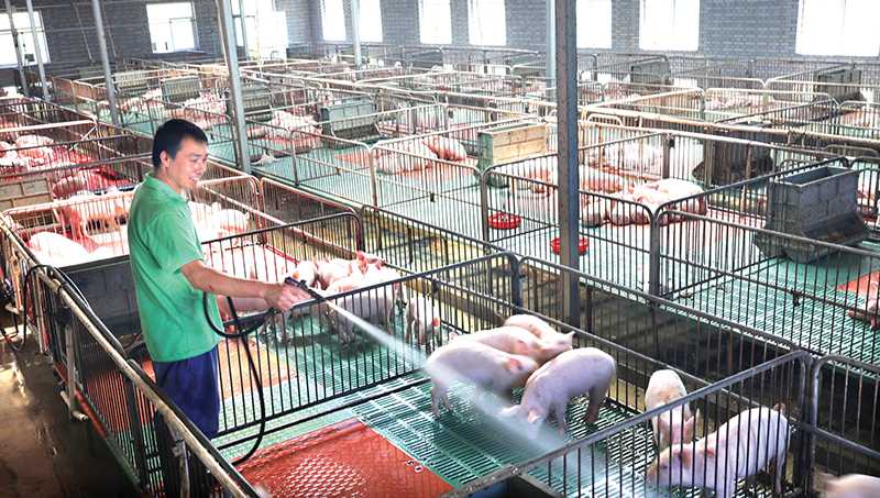 生猪养殖技术规范：养猪高手的秘密武器