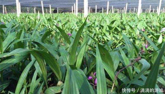 白芨种植技巧从选地到采收的全流程解析