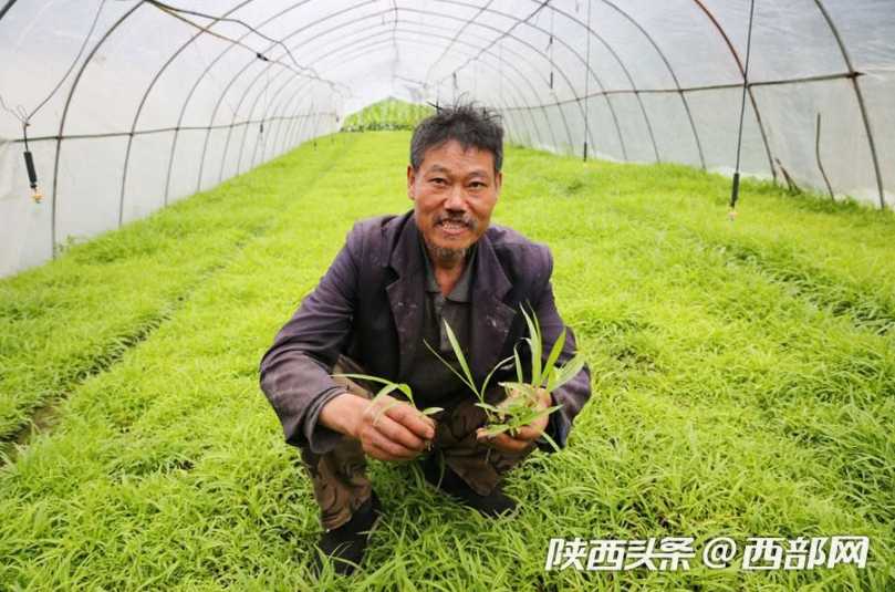 白芨种植技巧从选地到采收的全流程解析