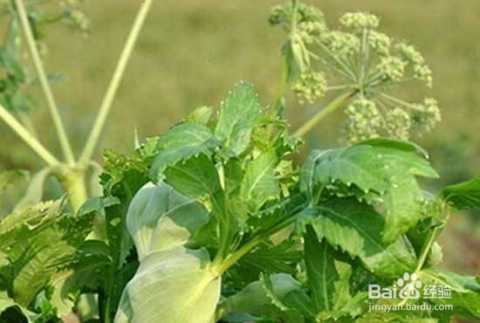 白芷施肥有门道，科学用肥产量高