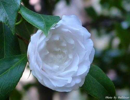 白茶花AI,让内容创作不再“凉凉” 白茶花AI,让内容创作不再“凉凉”