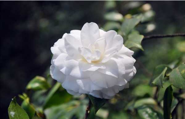 白茶花AI,让内容创作不再“凉凉” 白茶花AI,让内容创作不再“凉凉”