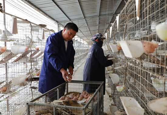 白鸽养殖技术全攻略：从入门到精通，轻松养出健康白鸽