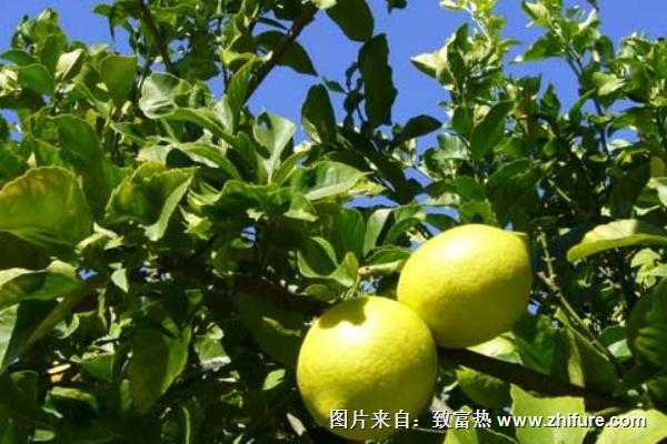 盆栽柠檬的种植技术全攻略，阳台变身小果园不是梦