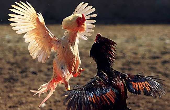 看个直播还得被AI盯着？2026年AI斗鸡直播背后的攻防暗战-第1张图片-正海烽科技 - 领先的只能推广行业，智能制造解决方案提供商