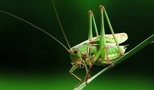 看视频学养蝈蝈，从入门到精通全攻略