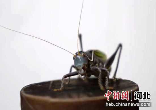 看视频学养蝈蝈，从入门到精通全攻略