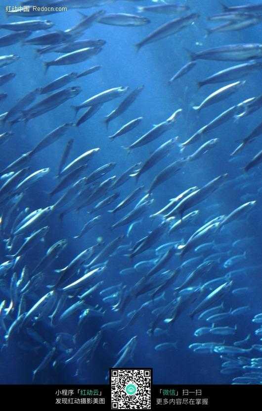 瞧瞧水下那热闹劲儿：图像技术如何解码鱼群秘密