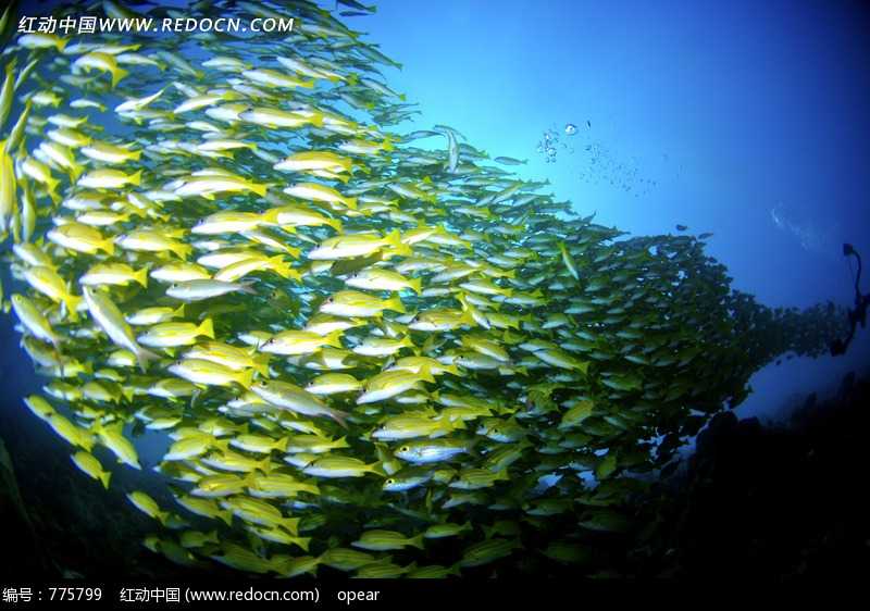 瞧瞧水下那热闹劲儿：图像技术如何解码鱼群秘密