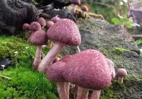 秃珍菇技术：从零开始轻松种出丰收菇