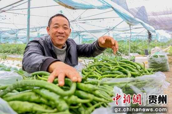 秋天种辣椒,移栽有门道 秋天种辣椒,移栽有门道