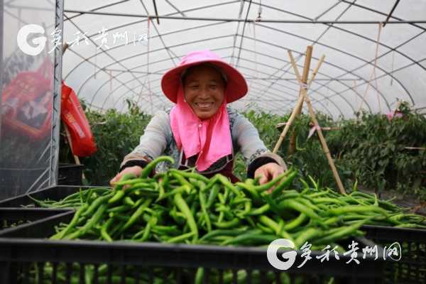 秋天种辣椒,移栽有门道 秋天种辣椒,移栽有门道