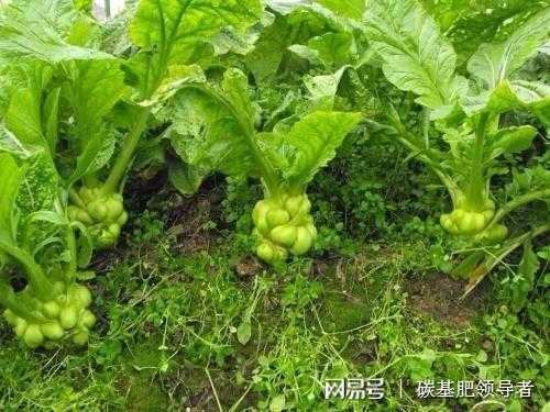 种儿菜总抽薹？老农藏了三十年的秘诀今天全抖出来