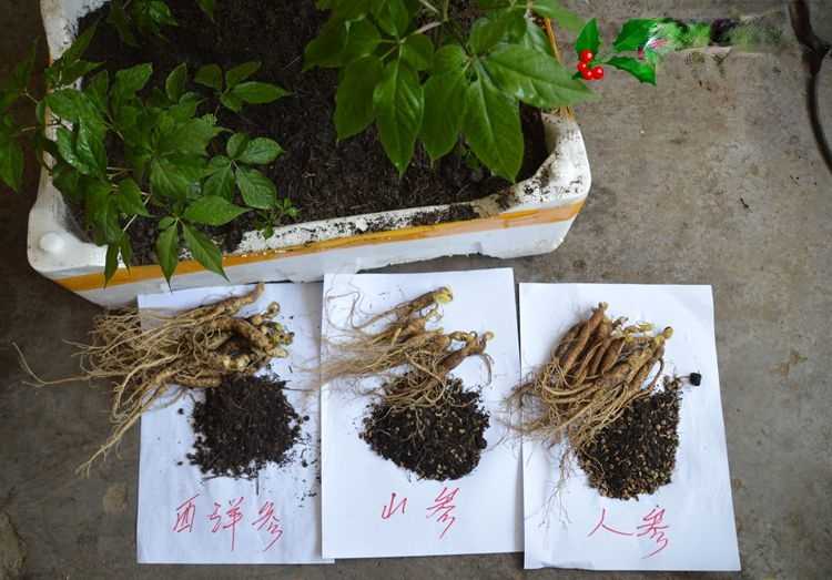 种参技术的奥秘：老农口传心授，教你种出金娃娃