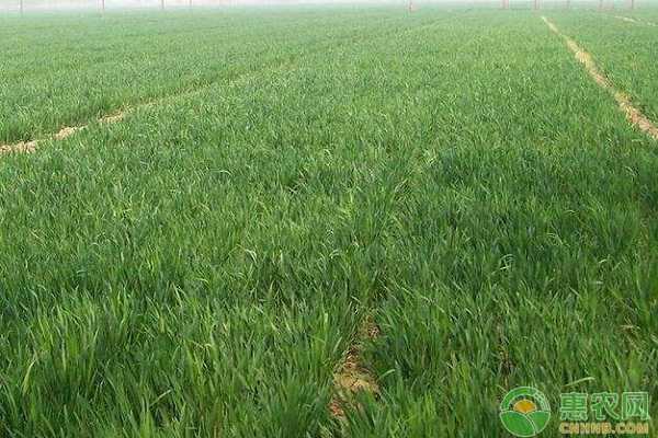 种好冬小麦，视频来支招：晚播不减产的田间秘诀